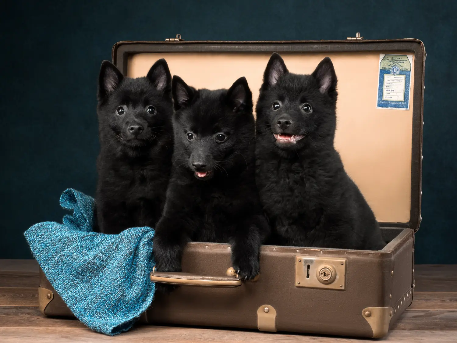 Koupit si štěně Schipperke znamená převzít odpovědnost! Prodám štěňata Schipperke.