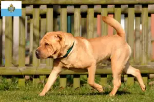 Přečtete si více ze článku Chovatelé šarpeje a štěňat v San Marinu