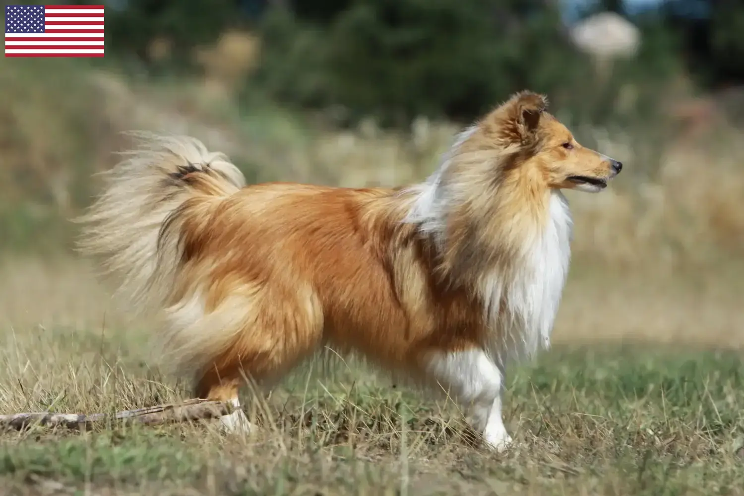 Štěňata a chovatelé sheltie USA Zde najdete chovatele sheltií v USA.