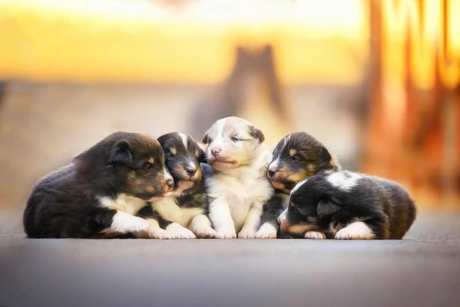 Koupit si štěně sheltie znamená převzít odpovědnost! Prodám štěňata sheltie.