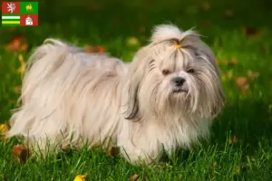 Přečtete si více ze článku Chovatelé shih tzu a štěňat v Plzni