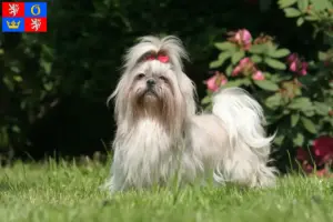 Přečtete si více ze článku Chovatelé shih tzu a štěňat v Hradci Králové