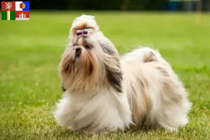 Přečtete si více ze článku Chovatelé shih tzu a štěňat v Jihočeském kraji