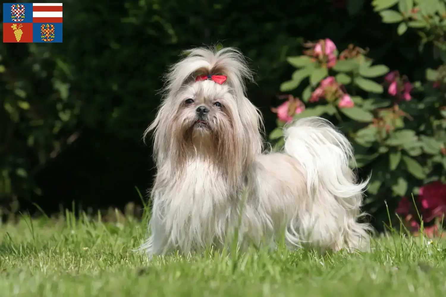 Přečtete si více ze článku Chovatelé shih tzu a štěňat na jižní Moravě