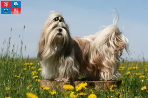 Přečtete si více ze článku Chovatelé shih tzu a štěňat v Karlových Varech