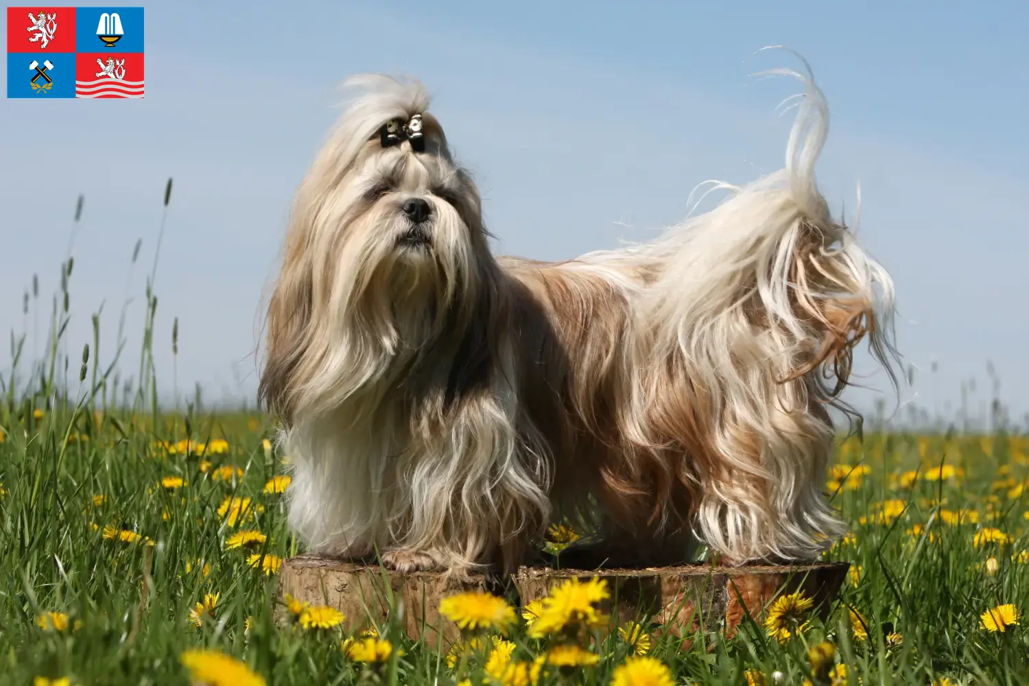 Přečtete si více ze článku Chovatelé shih tzu a štěňat v Karlových Varech