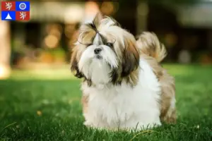 Přečtete si více ze článku Chovatelé shih tzu a štěňat v Liberci