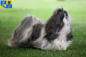 Přečtete si více ze článku Chovatelé shih tzu a štěňat v Olomouci