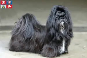 Přečtete si více ze článku Chovatelé shih tzu a štěňat v Pardubicích