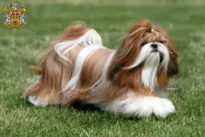 Přečtete si více ze článku Chovatelé shih tzu a štěňat v Praze