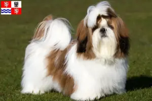 Přečtete si více ze článku Chovatelé shih tzu a štěňat ve Středočeském kraji