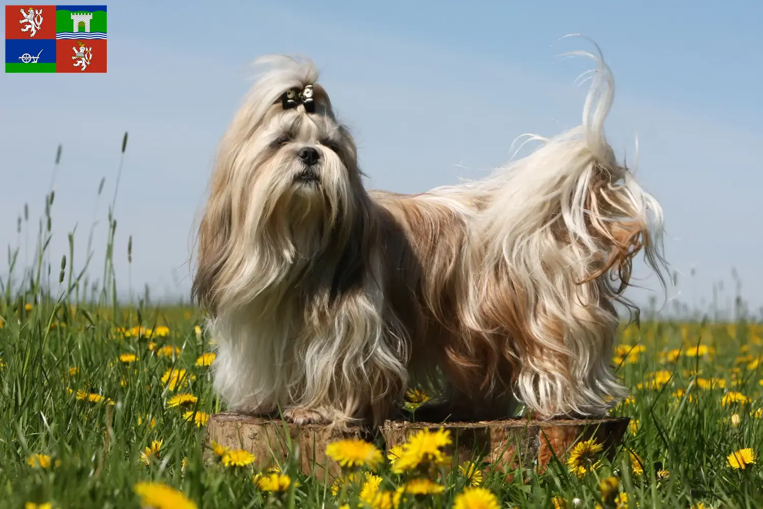 Přečtete si více ze článku Chovatelé shih tzu a štěňat v Ústí