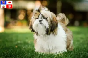 Přečtete si více ze článku Chovatelé shih tzu a štěňat na Vysočině