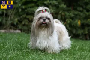 Přečtete si více ze článku Chovatelé shih tzu a štěňat ve Zlíně