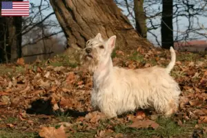 Přečtete si více ze článku Chovatelé skotských teriérů a štěňat v USA
