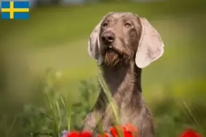 Přečtete si více ze článku Chovatelé slovenských drátosrstých fousků a štěňat ve Švédsku