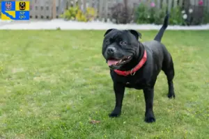 Přečtete si více ze článku Chovatelé stafordšírských bulteriérů a štěňat v Olomouci