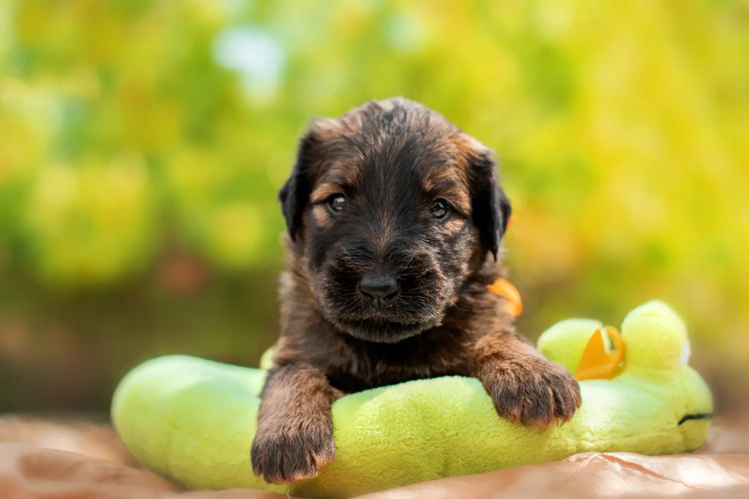 Koupit si štěně briarda znamená převzít odpovědnost! Prodám štěňata briardů.