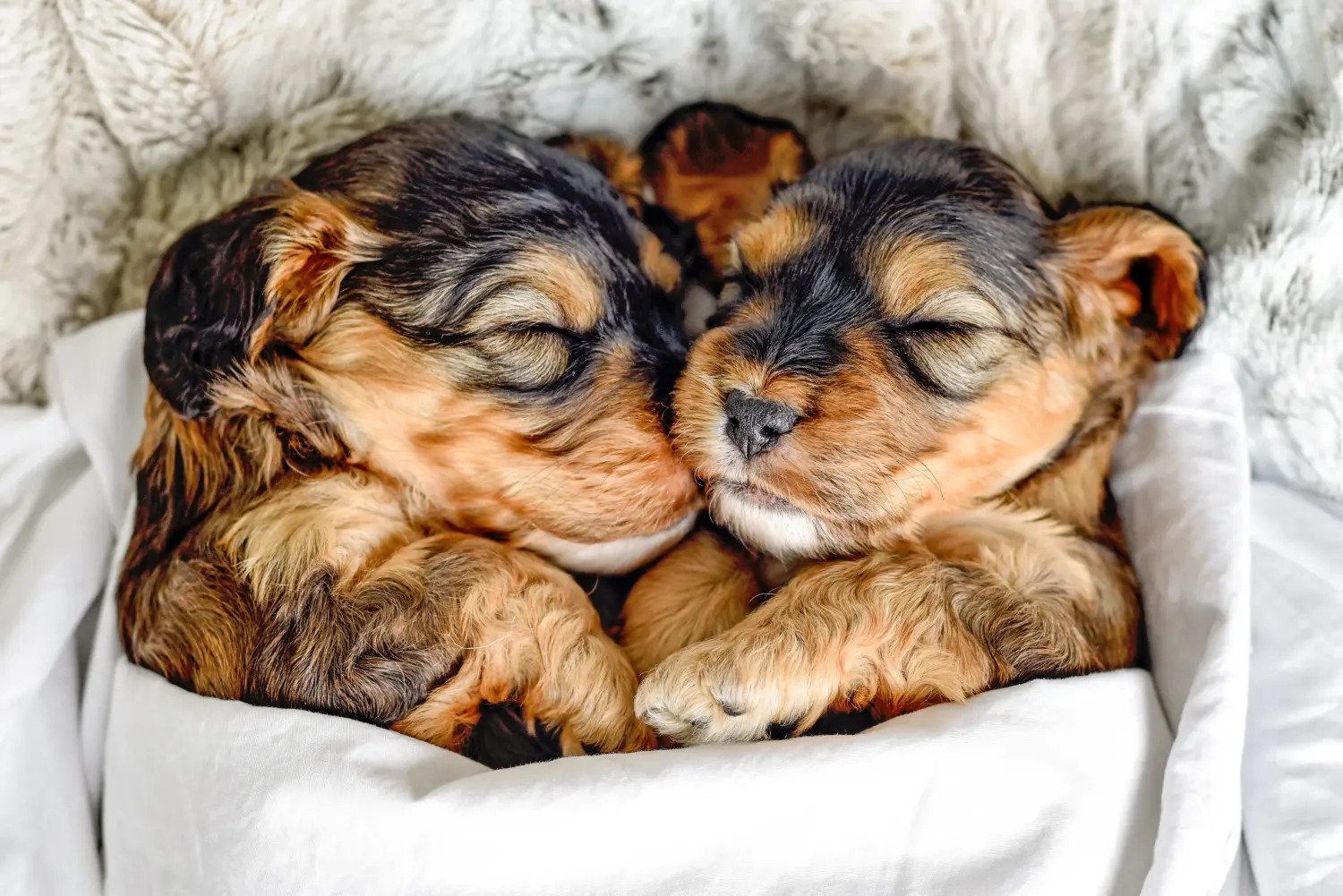 Koupě štěněte kokršpaněla znamená převzetí zodpovědnosti! Prodám štěňata kokršpanělů.