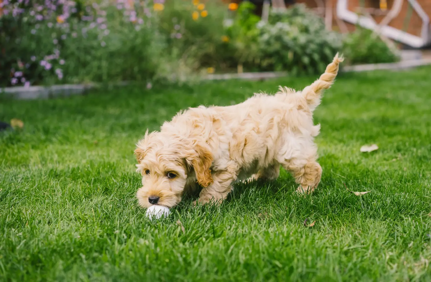 Koupě štěněte kokršpaněla znamená převzetí zodpovědnosti! Prodám štěňata kokršpanělů.