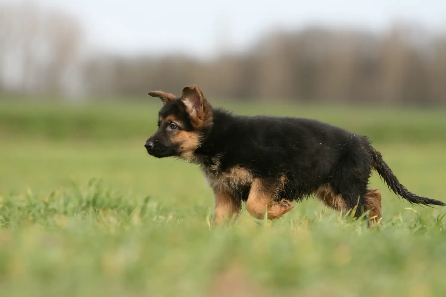 Koupit si štěně německého ovčáka znamená převzít odpovědnost! Prodám štěňata německého ovčáka.