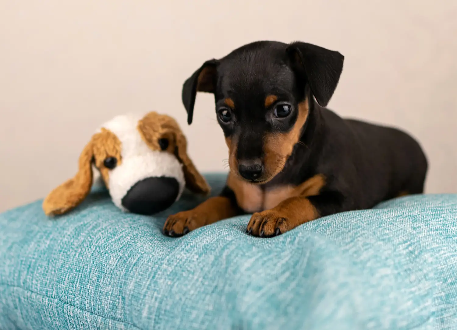 Koupit si štěně miniaturního pinče znamená převzít odpovědnost! Prodám štěňata miniaturních pinčů.