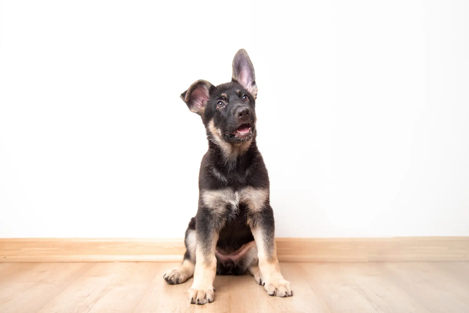 Koupit si štěně východoevropského ovčáka znamená převzít odpovědnost! Prodám štěňata východoevropských ovčáků.