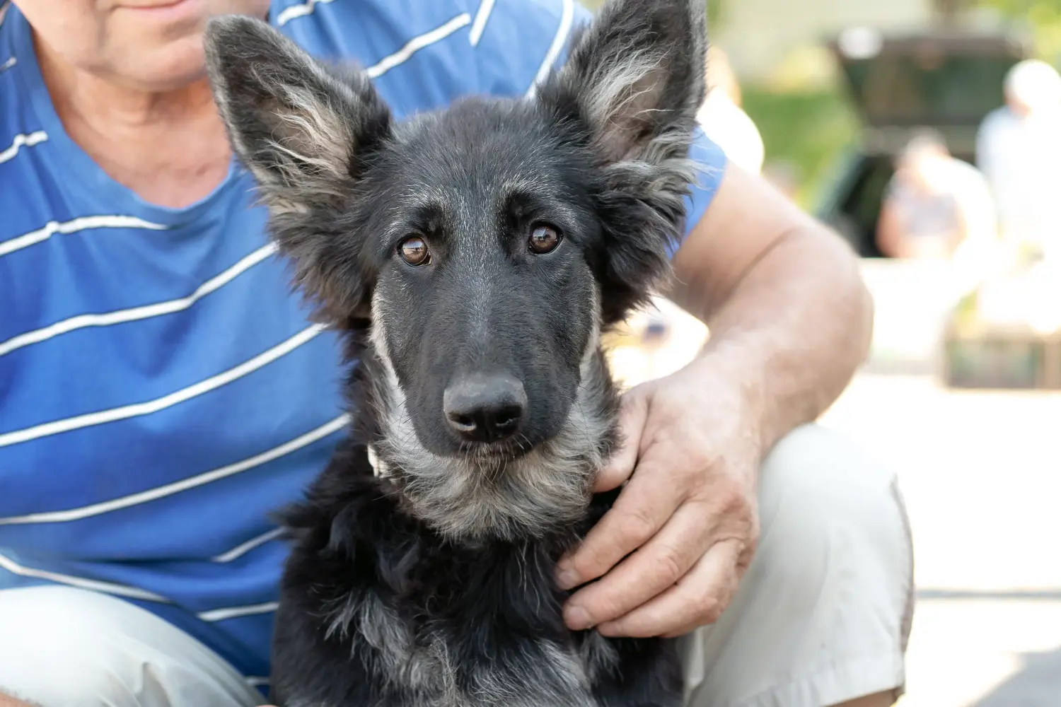 Koupit si štěně východoevropského ovčáka znamená převzít odpovědnost! Prodám štěňata východoevropských ovčáků.