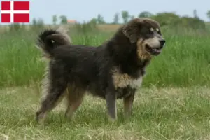 Přečtete si více ze článku Chovatelé tibetských psů a štěňat v Dánsku