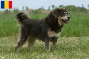 Přečtete si více ze článku Chovatelé tibetských psů a štěňat v Rumunsku
