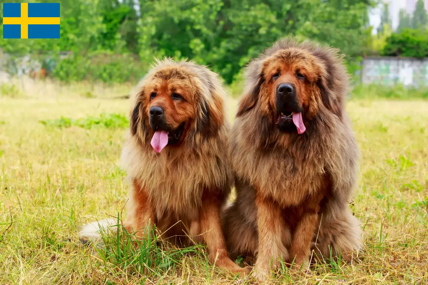 Přečtete si více ze článku Chovatelé tibetských psů a štěňat ve Švédsku