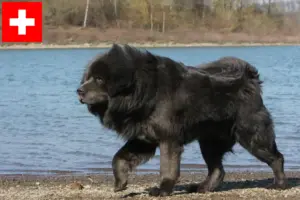 Přečtete si více ze článku Chovatelé tibetských mastifů a štěňat ve Švýcarsku