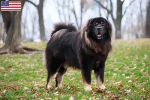 Přečtete si více ze článku Chovatelé tibetských mastifů a štěňat v USA