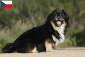 Přečtete si více ze článku Chovatelé tibetských španělů a štěňat v České republice