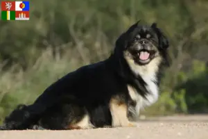 Přečtete si více ze článku Chovatelé tibetských španělů a štěňat v Jihočeském kraji