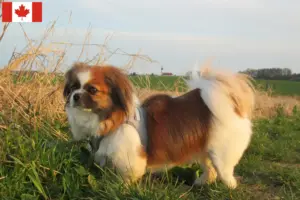 Přečtete si více ze článku Chovatelé tibetských španělů a štěňat v Kanadě