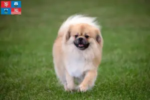 Přečtete si více ze článku Chovatelé tibetských španělů a štěňat v Karlových Varech