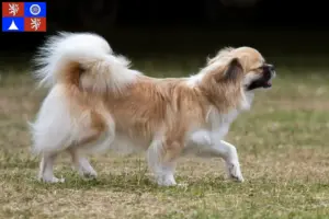 Přečtete si více ze článku Chovatelé tibetských španělů a štěňat v Liberci