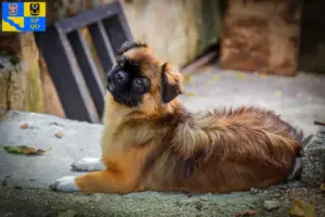 Přečtete si více ze článku Chovatelé tibetských španělů a štěňat v Olomouci