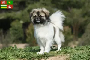 Přečtete si více ze článku Chovatelé tibetských španělů a štěňat v Plzni