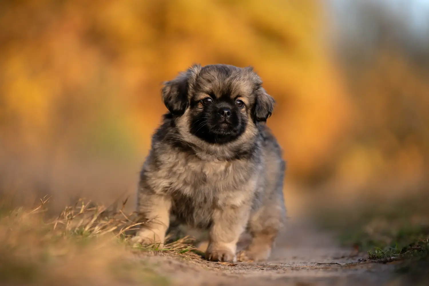 Koupit si štěně tibetského španěla znamená převzít odpovědnost! Prodám štěňata tibetského španěla.