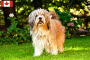 Přečtete si více ze článku Chovatelé tibetských teriérů a štěňat v Kanadě