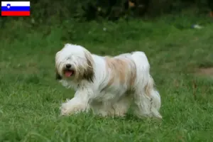 Přečtete si více ze článku Chovatelé tibetských teriérů a štěňat ve Slovinsku