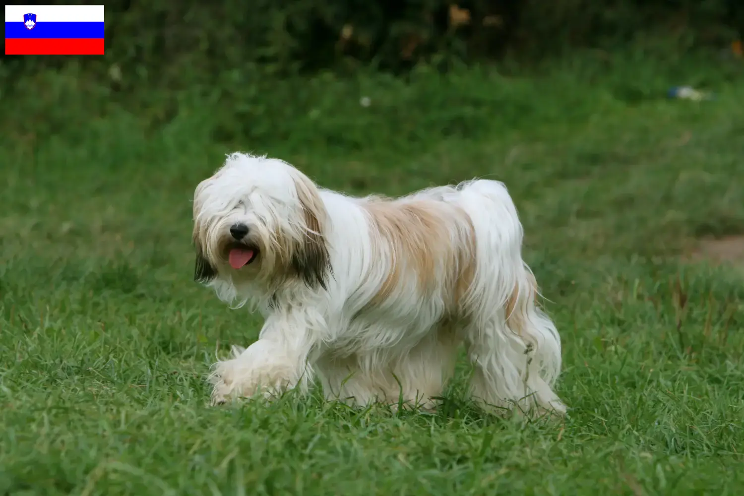 Přečtete si více ze článku Chovatelé tibetských teriérů a štěňat ve Slovinsku