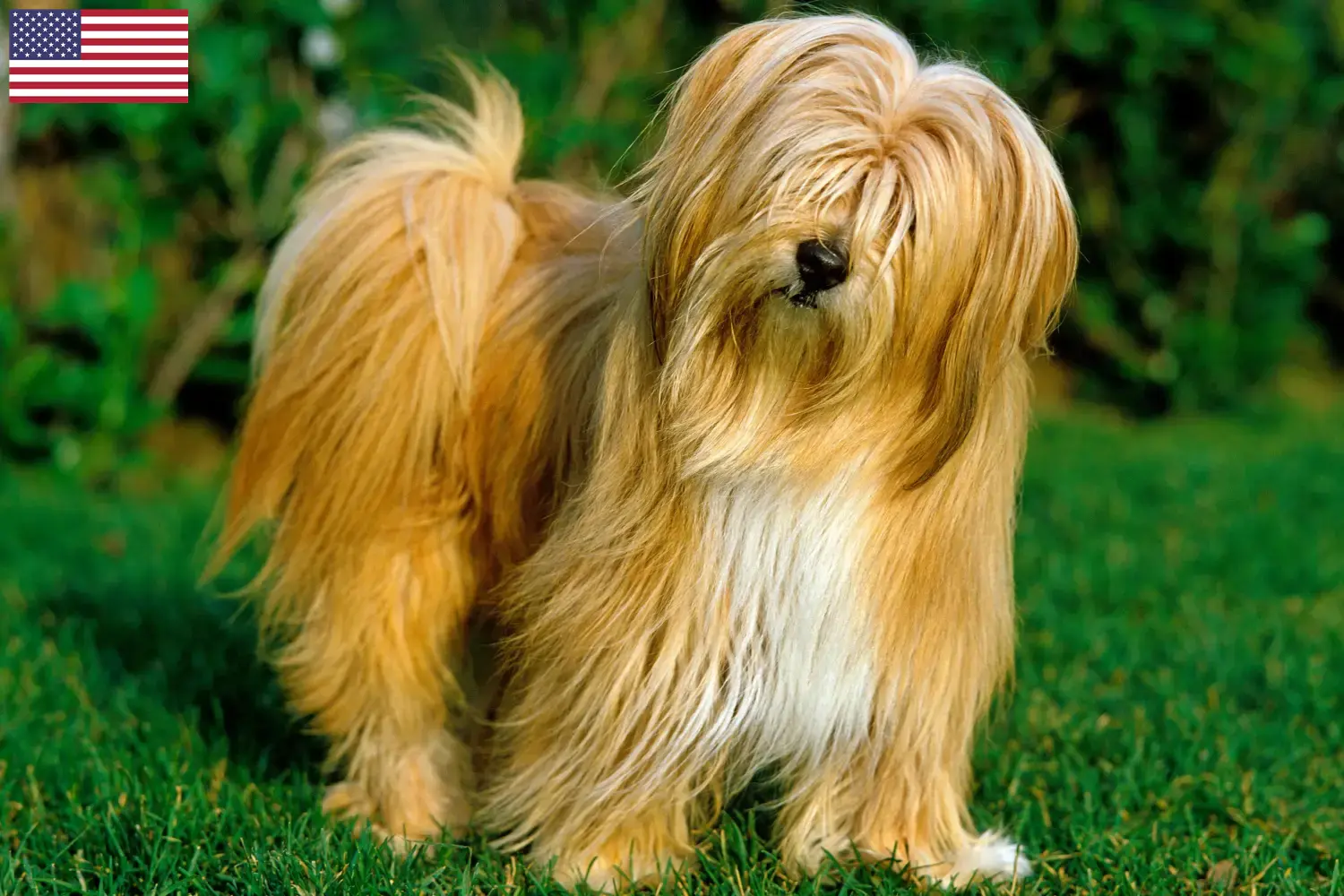 Přečtete si více ze článku Chovatelé tibetských teriérů a štěňat v USA