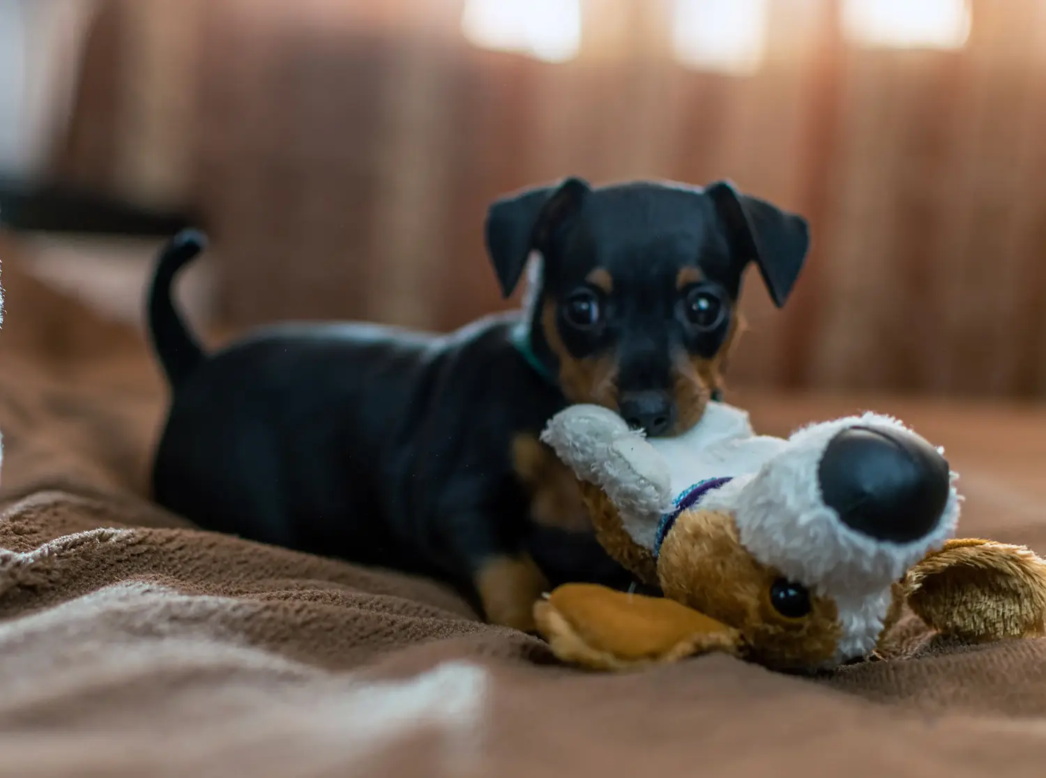 Koupit si štěně miniaturního pinče znamená převzít odpovědnost! Prodám štěňata miniaturních pinčů.
