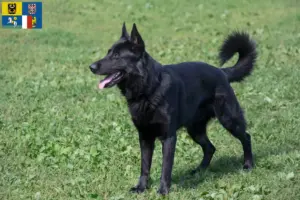 Přečtete si více ze článku Chovatelé východoevropských ovčáků a štěňat v Moravskoslezském kraji