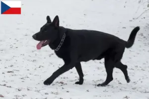 Přečtete si více ze článku Chovatelé východoevropských ovčáků a štěňat v České republice