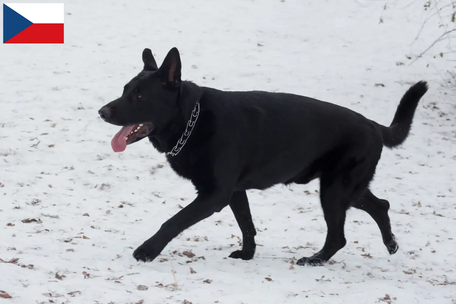 Východoevropští ovčáci Štěňata a chovatelé Česká republika Zde najdete chovatele východoevropských ovčáků v České republice.