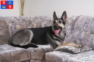 Přečtete si více ze článku Chovatel východoevropských ovčáků a štěňat v Hradci Králové